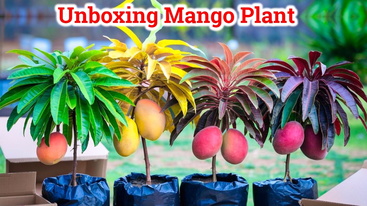 4 किस्म के ग्राफ्टेड आम मंगा लिए | Top 4 Grafted Mango Plant Unboxing | Red , Purple Mango