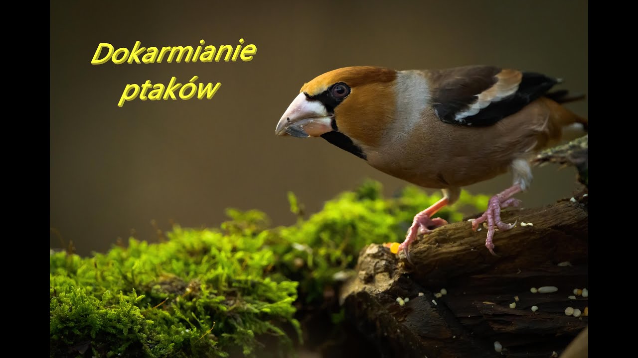 Wyprawa na  fotografowanie ptaków w czatowni