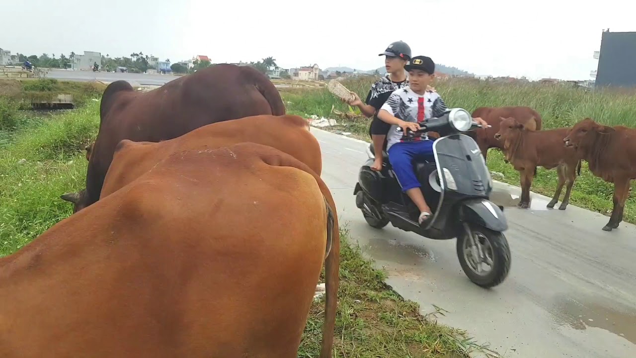 Con b&ograve; | Tiếng k&ecirc;u con b&ograve;  | cows in Vietnam