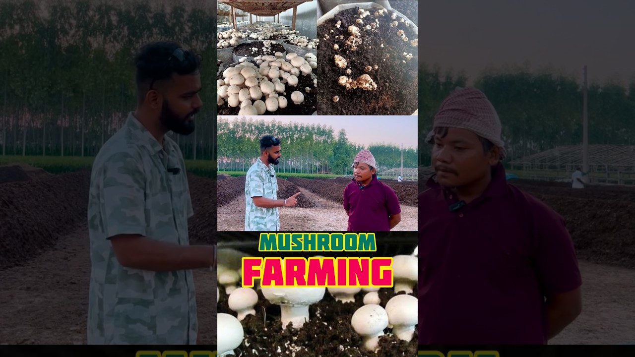 Low cost Mushroom Farming Technique India 🇮🇳🍄&zwj;🟫 Button Mushroom 8 Lac Profit #mushroomfarming