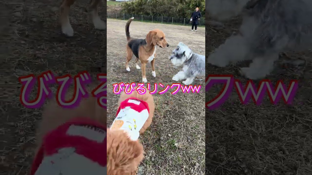リンク日記 Vol.15「ドッグラン２」2025.12.7〜12.21