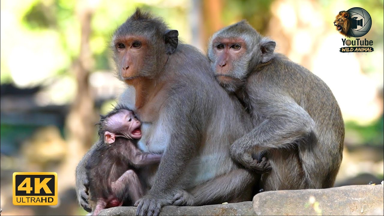 JADE: A Mother's Love That Never Stops Growing