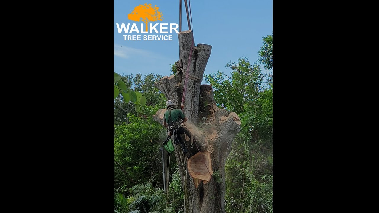 Difficult Tree Removal?