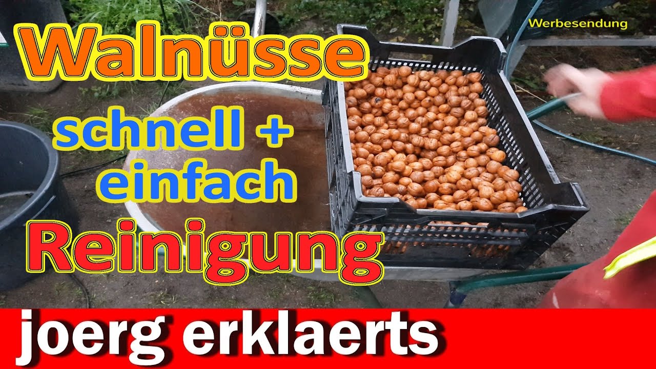  Waln&uuml;sse sauber in 10 Minuten  schnell und einfach reinigen