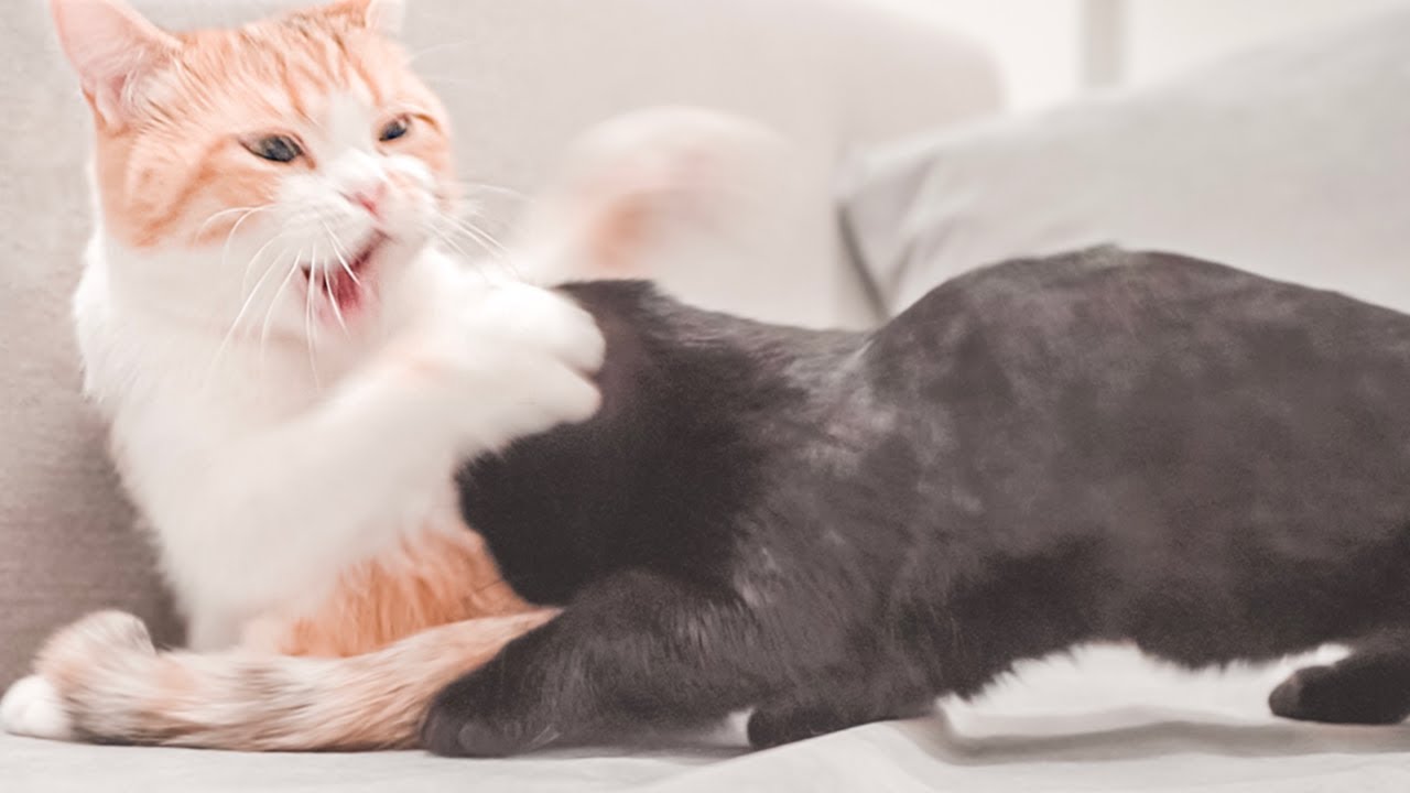 Kitten weaning, Mom said 