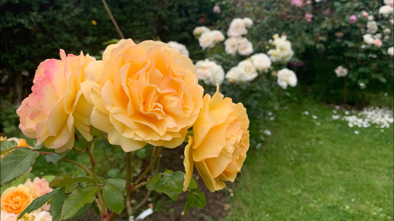 My Mums Rose garden | David Austin Roses | Kordes Roses