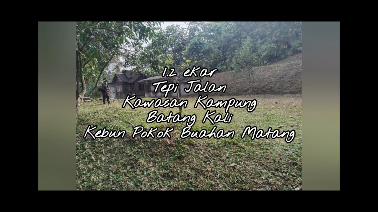 #tujs0376 1.1 Ekar TEPI JALAN,KAWASAN KAMPUNG [KEBUN BUAHAN DAH MATANG], BATANG KALI, SELANGOR