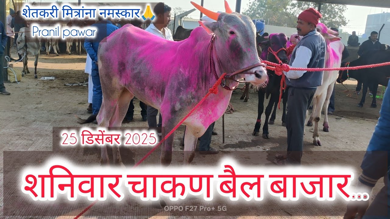 शनिवार चाकण बैल बाजार...27 डिसेंबर 2025..... Chakan bai bazar... #chakan ....