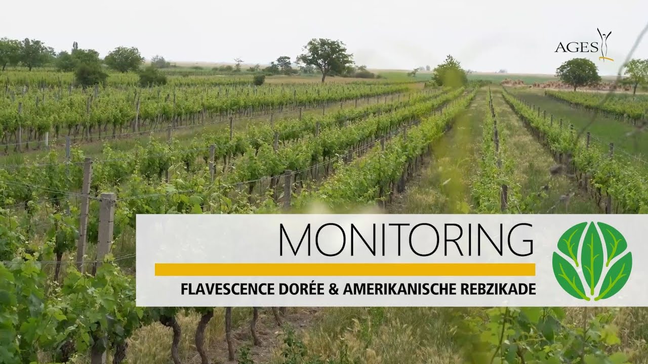 Überwachung von Pflanzenkrankheiten und -Schädlingen am Beispiel Weinbau Flavescence Dorée