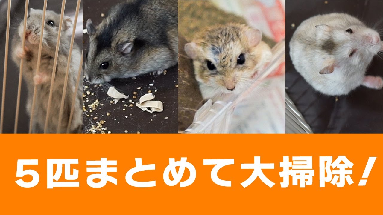 ハムスターの大掃除！5匹まとめてやっちゃいます！