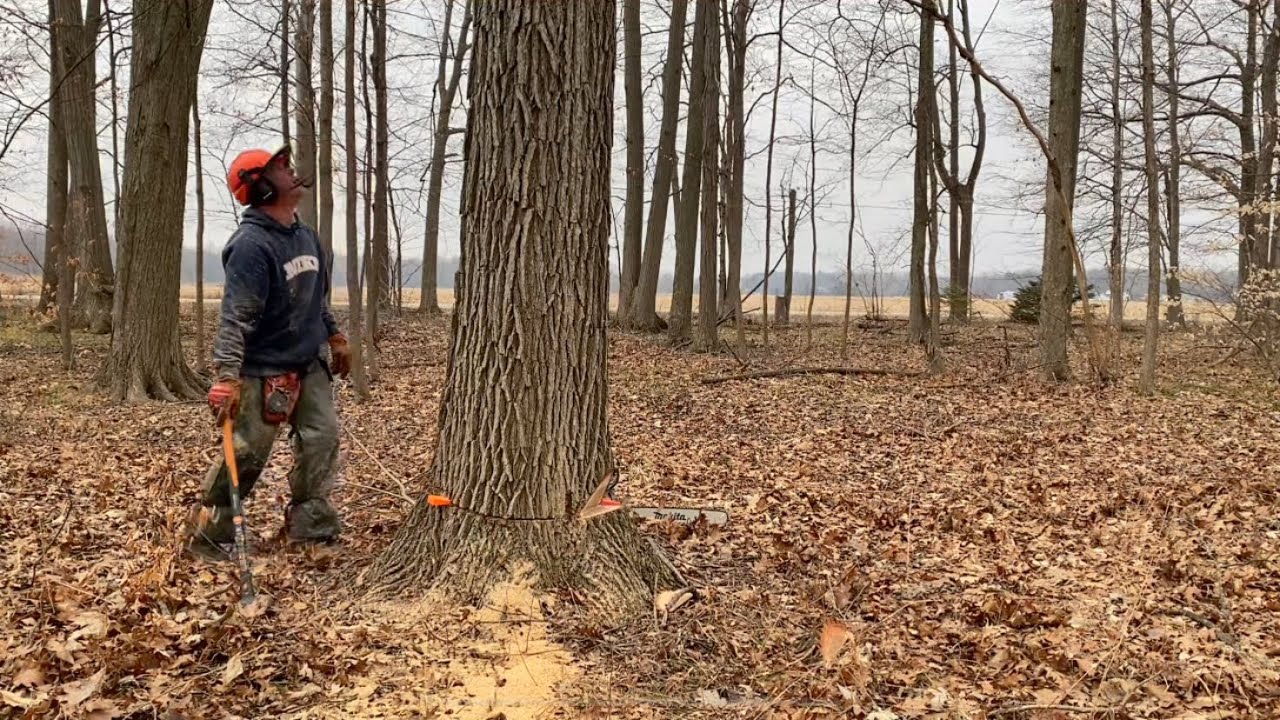 Cutting down big white oak by power lines with chainsaw & wedges. Premium Firewood & saw logs! #23