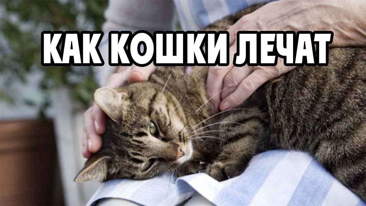 How cats heal people and the whole truth that cats heal diseases