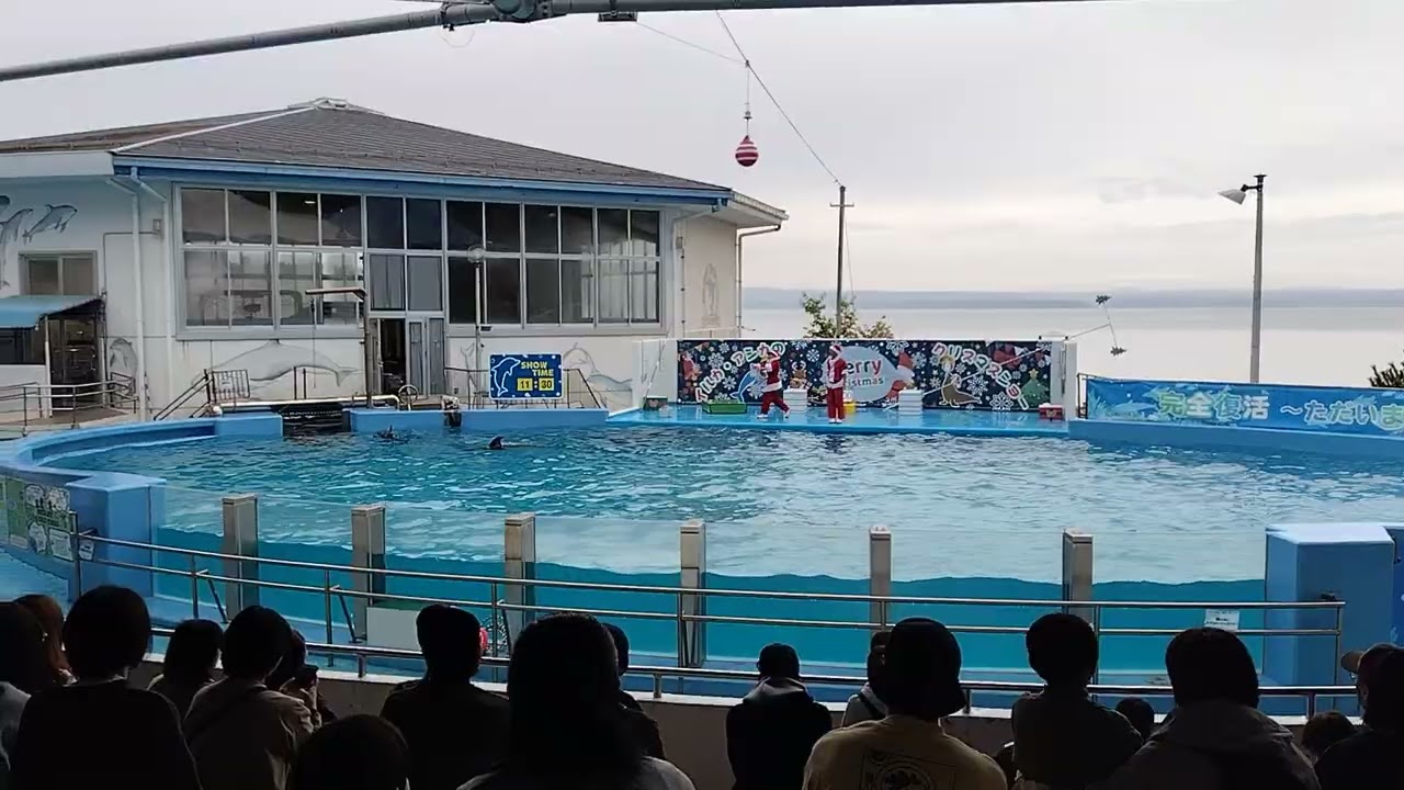 2025年11月9日。イルカ・アシカショー＠のとじま水族館。