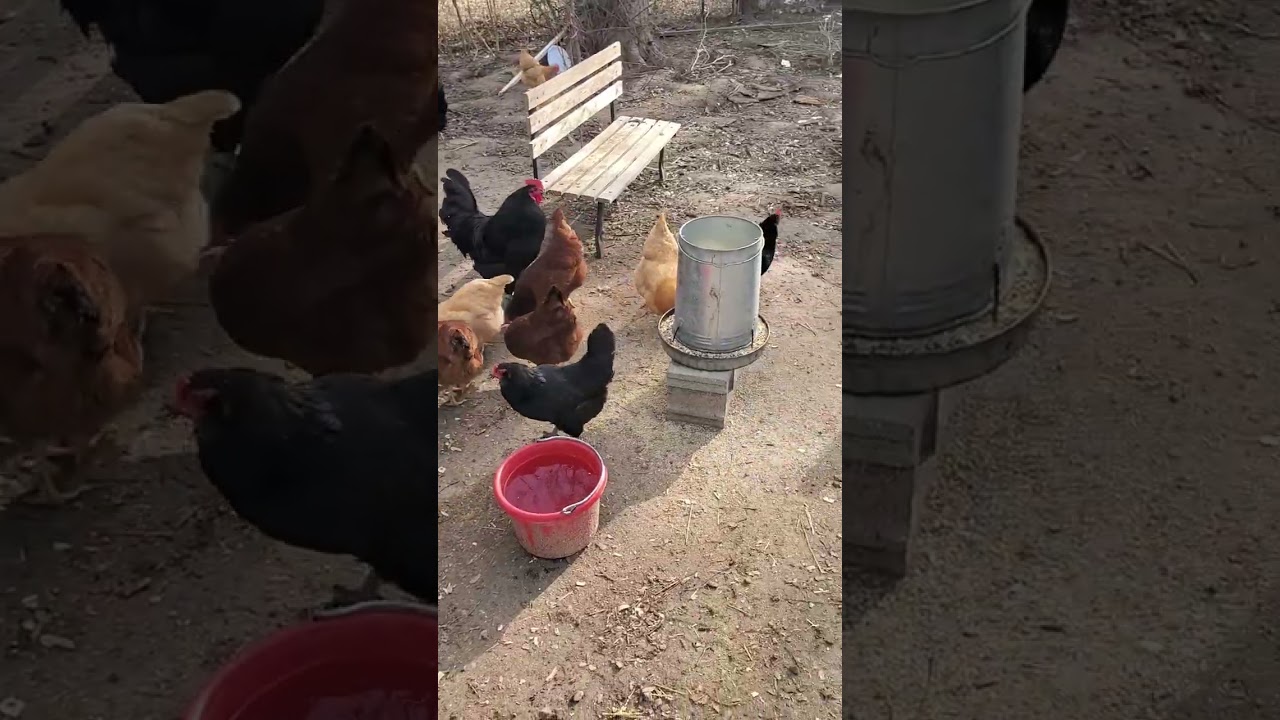 Rocky is a gentleman to his girls today at the coup 