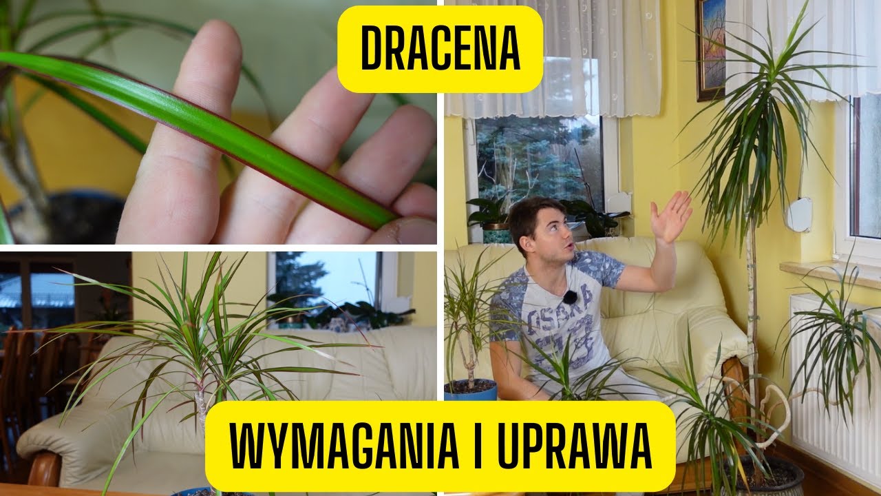 Dracena &ndash; wymagania i uprawa smokowca (egzotyczna roślina domowa o niewielkich wymaganiach)