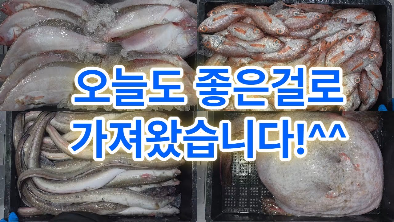 2월 9일 월요일 한주의 시작입니다^^ #갑오징어 #30미갑오징어 #바라갑오징어 #금태 #수조기 #반어 #아나고 #붕장어 #참가자미 #가자미 #갈치 #파갈치 #참돔 #아귀 #아구