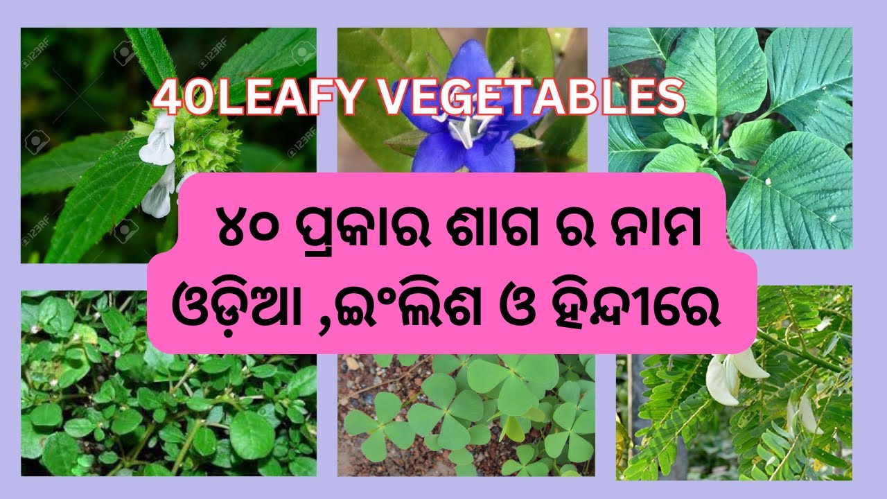 NAME OF 40 LEAFY GREENS ||  40 ପ୍ରକାର ଶାଗର ନାମ ,ENGLISH, ଓଡ଼ିଆ ଓ ହିନ୍ଦୀରେ || ଶାଗ କେତେ ପ୍ରକାର ||