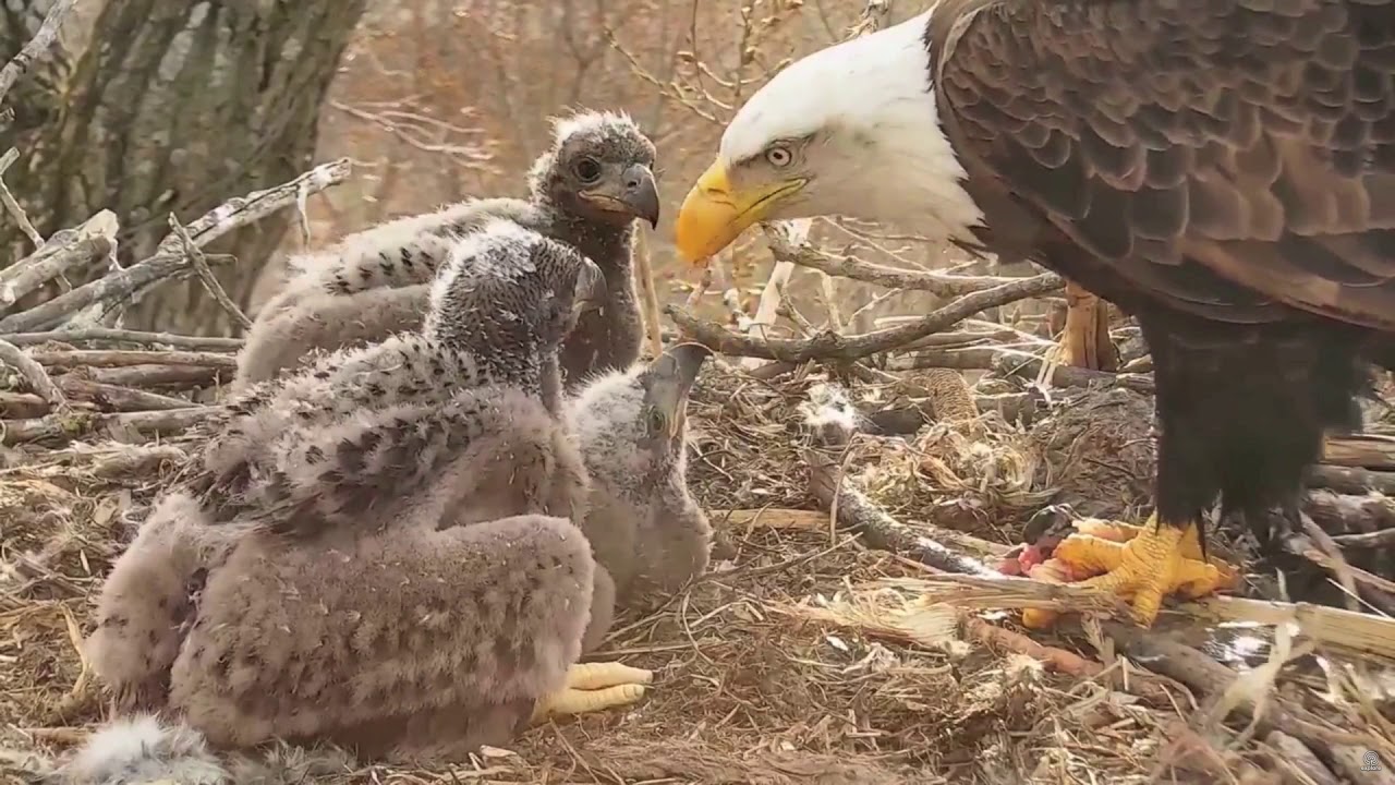 DECORAH EAGLES 🐣🐣🐣 レ O √ 乇  IS IN THE AIR ❤️ EAGLETS ARE THRIVING ◕ EAGLE SUPERMOM ◕