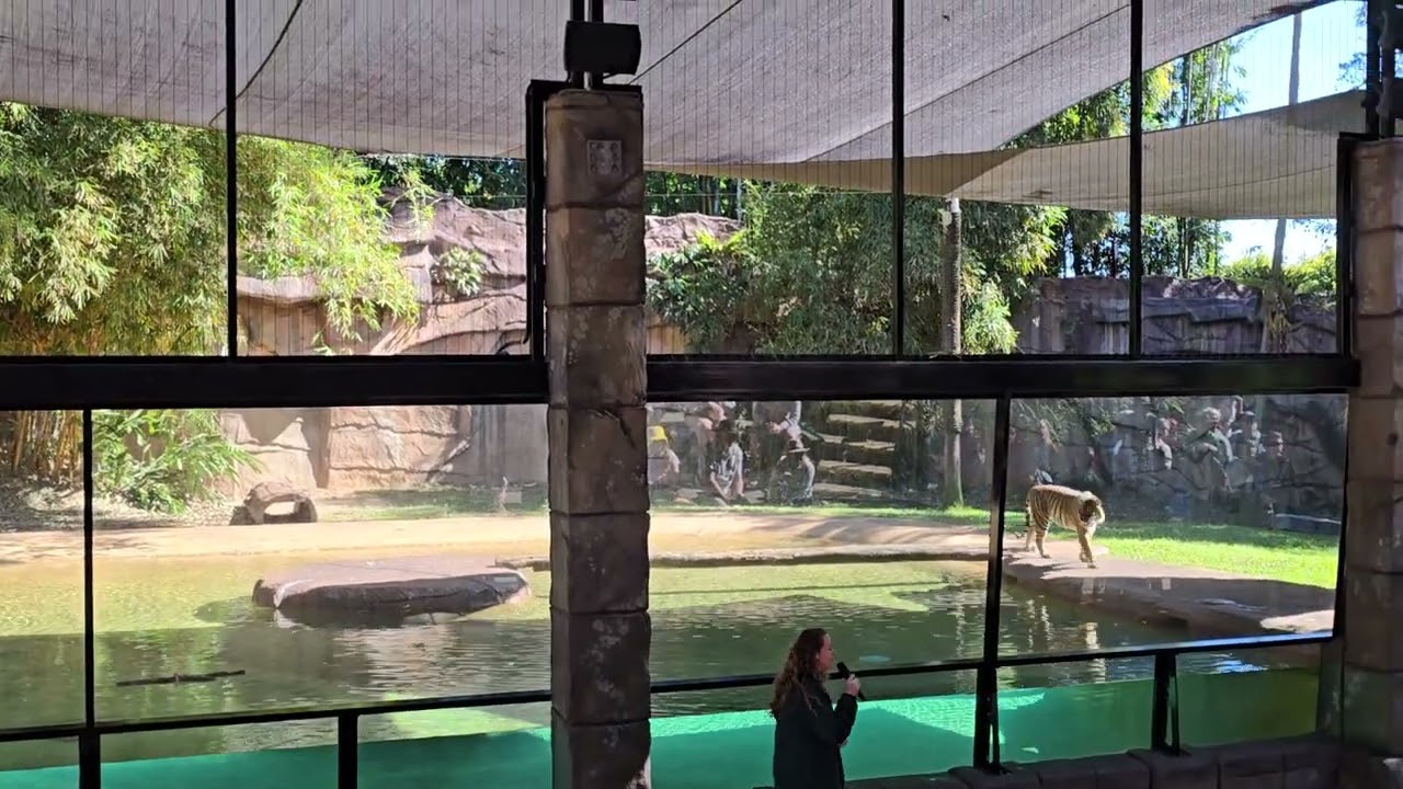 Tiger Show Australia Zoo