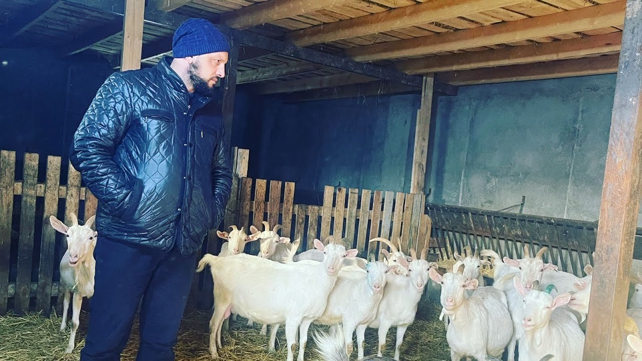 YENİ SAANEN FERMASI AÇILDI.ŞƏKİ SARICA KƏNDİ ƏLQƏ :0702925052