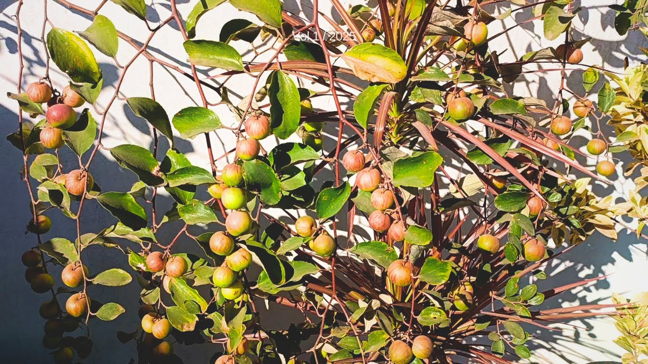 घर की छत पर ही उगाएं एप्पल बेर || Grow Apple Ber in pot
