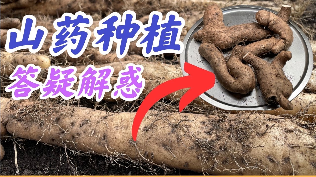 山药种植答疑解惑，地膜种植山药零成本，高收获。#山药种植系列。点击CC观看字幕。