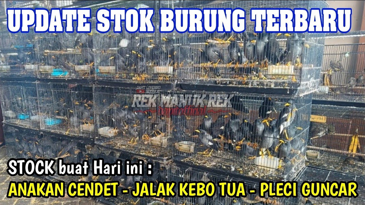 UPDATE STOK BURUNG TERBARU - ANAKAN CENDET - JALAK KEBO TUA - PLECI GUNCAR DLL