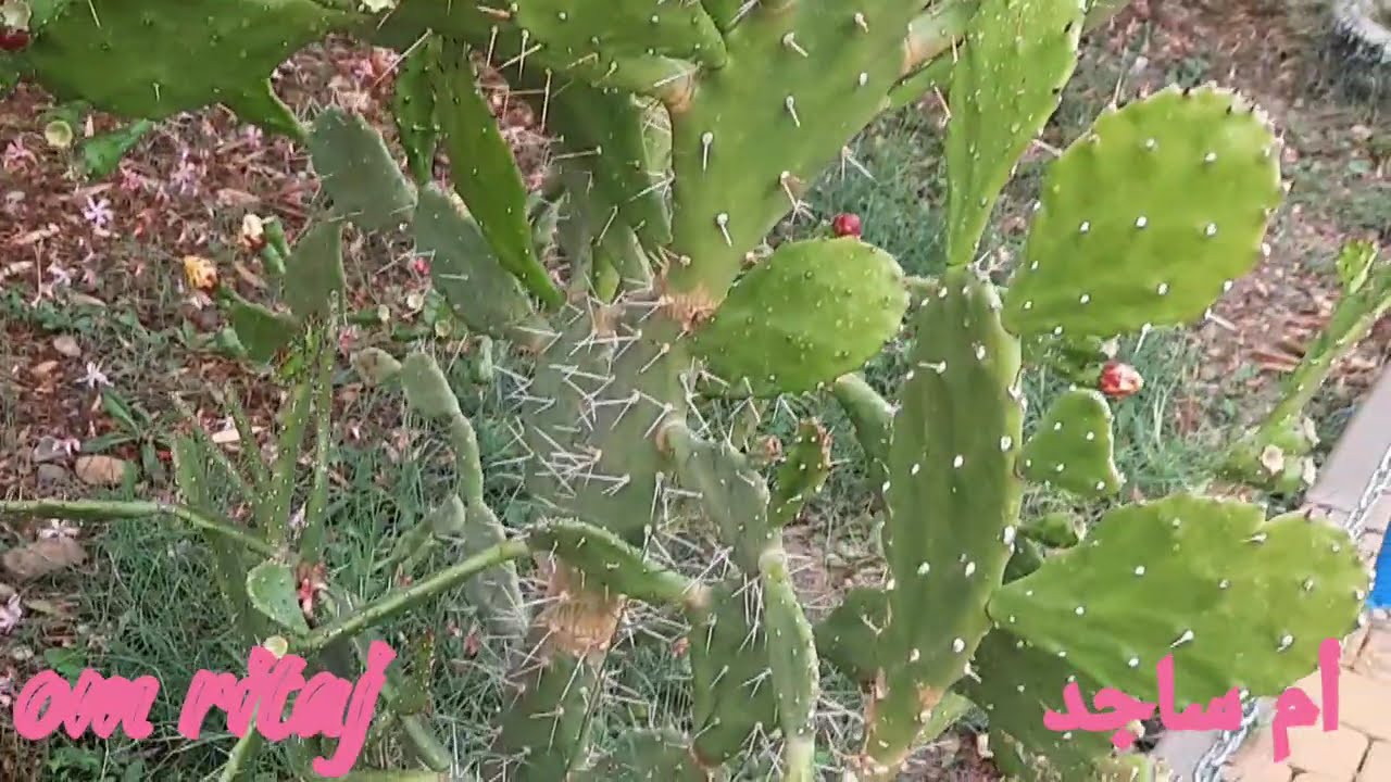 مدرسة عمر بن الخطاب العمومية بجرسيف سحر الطبيعة وجمال المناضر 🥰🥰🤩🤩