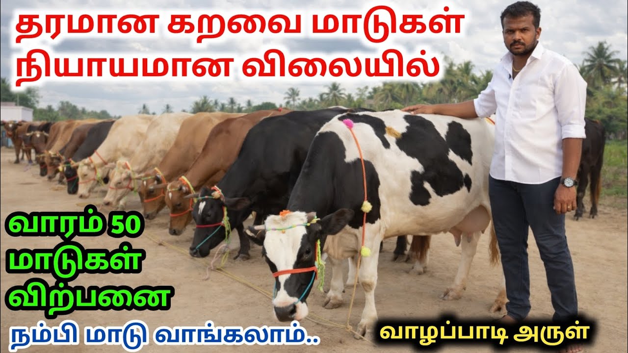 மாட்டுப்பண்ணை ஏற்ற உயர்தர HF&ஜெர்சிமாடு விற்பனைக்கு | HF&Jersey cow for sales | வாழப்பாடி அருள்