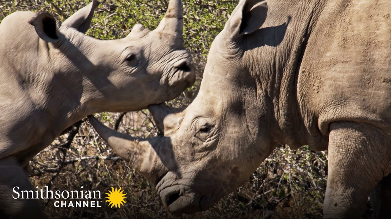 Why a Hill of Dung is a Male Rhino’s Calling Card 🦏  | Smithsonian Channel