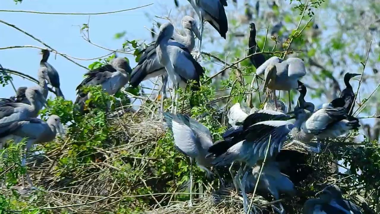 Crane   family  life bird amazing