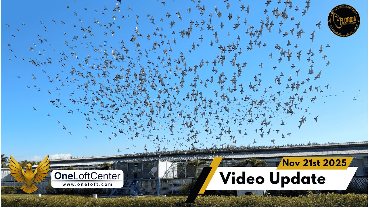 Первая тренировка сезона &mdash; гонка Florida Pigeon Derby One Loft