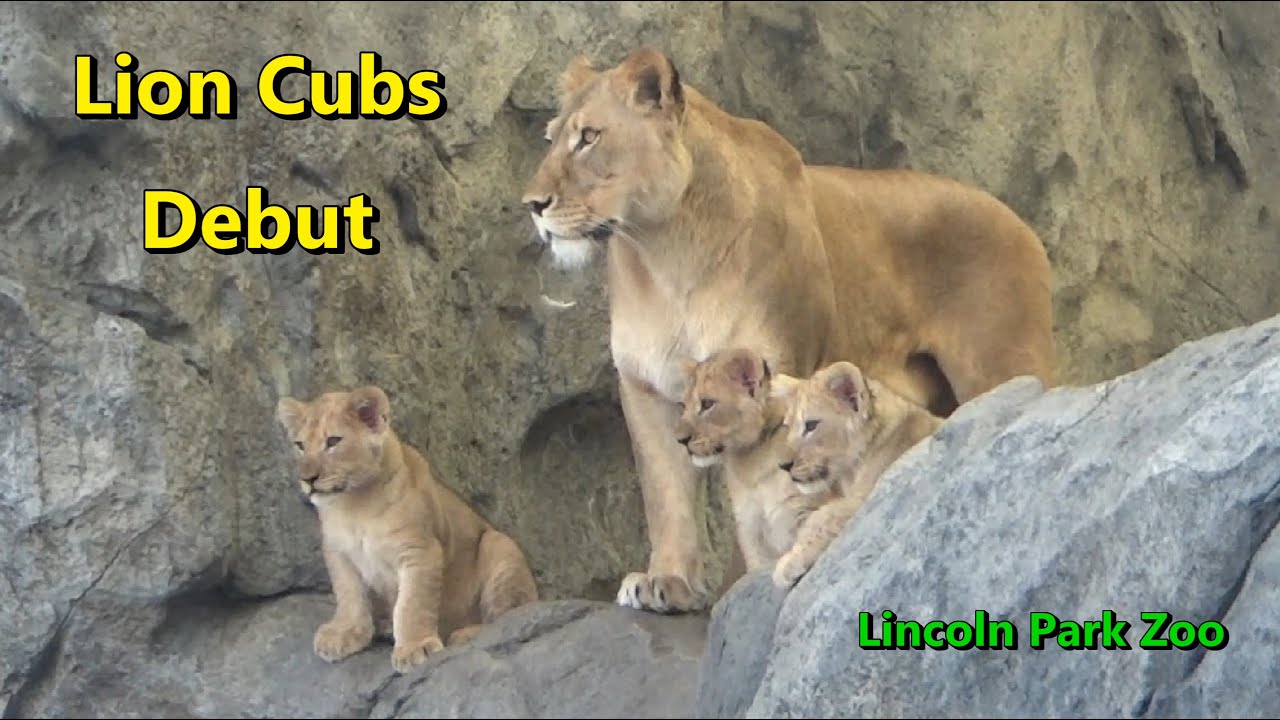African Lion Cubs Debut at Lincoln Park Zoo Chicago 🦁 April 14 2023