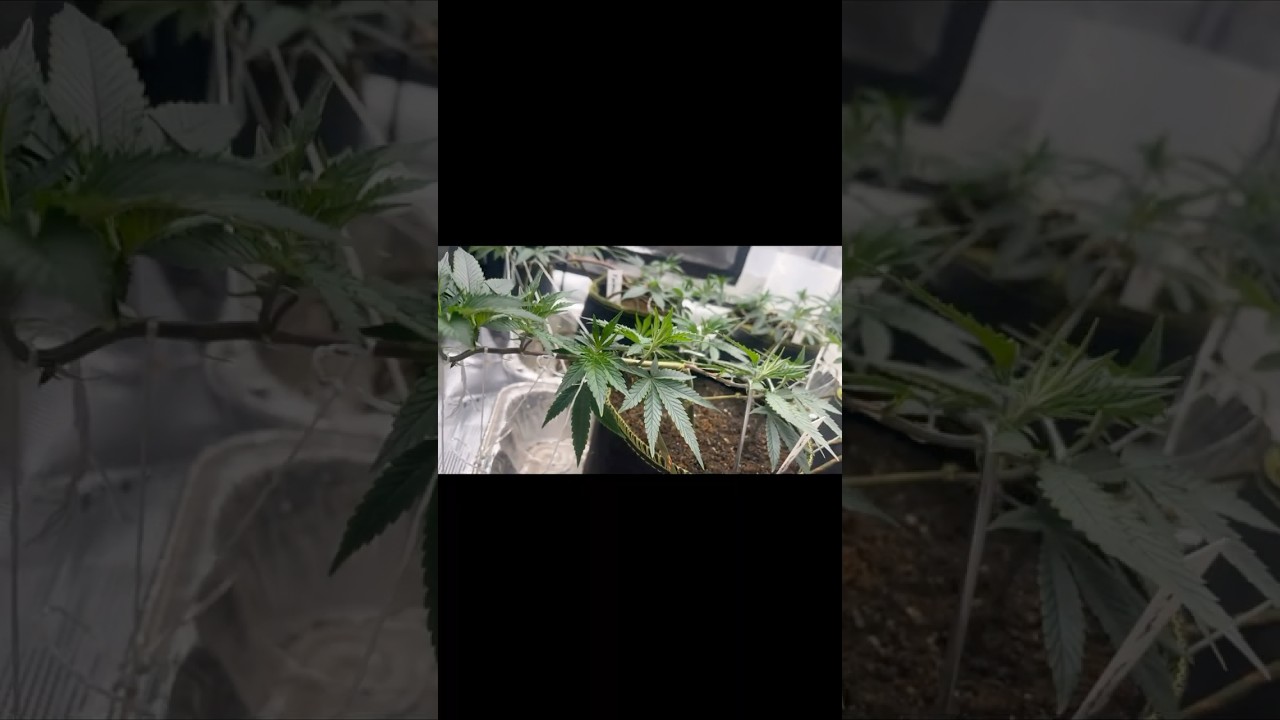 Cannabis Clone Grow Day 16 🪴 🌱