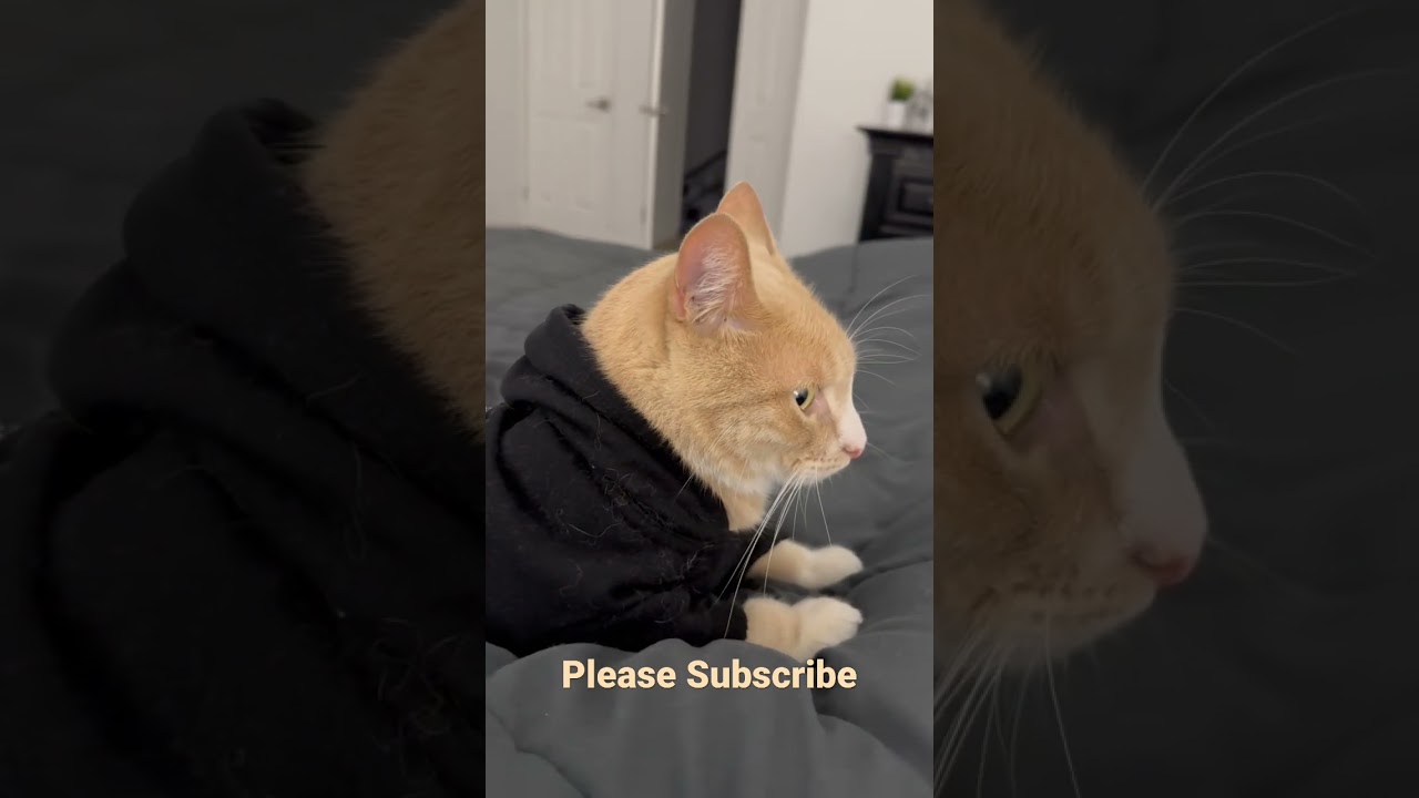 Cat Hoodie