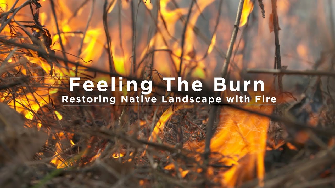 Feeling the Burn: Restoring Native Landscapes with Fire