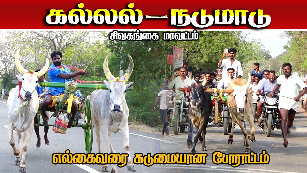 சிவகங்கை மாவட்டம் கல்லல் நடு மாடு 28/02/2026