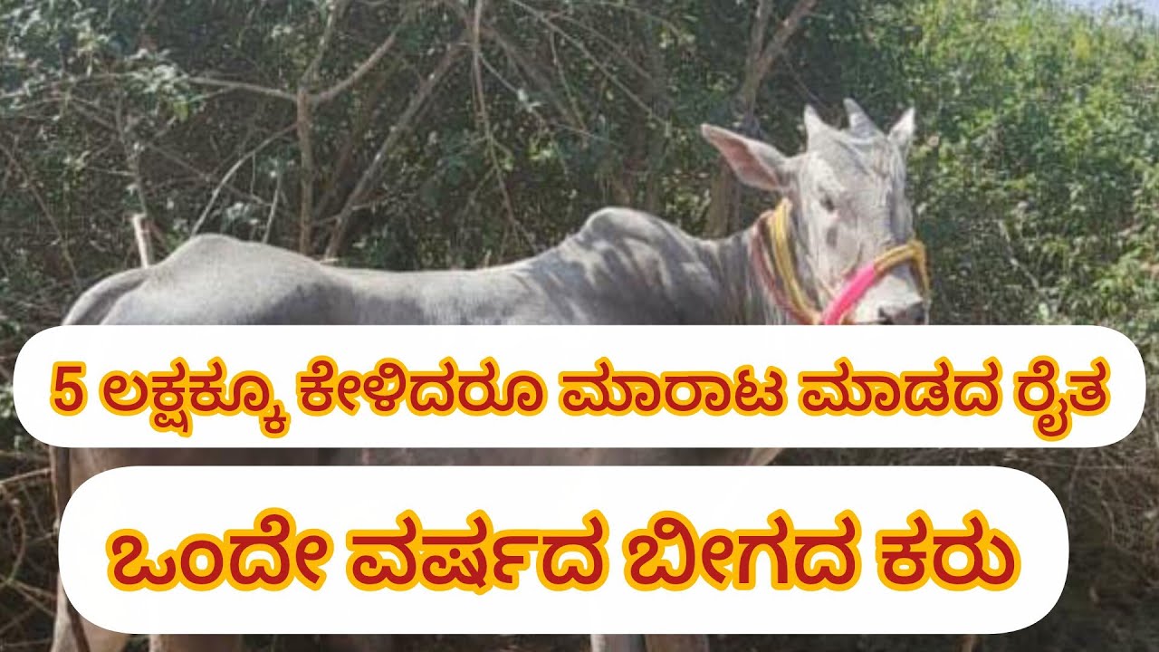 5 ಲಕ್ಷಕ್ಕೆ ಕೇಳಿದರು ಮಾರಾಟ ಮಾಡದ ರೈತ ಅಳ್ಳಿಕಲ್ ಬೀಜದ ಹೋರಿ9902558118January 23, 2026