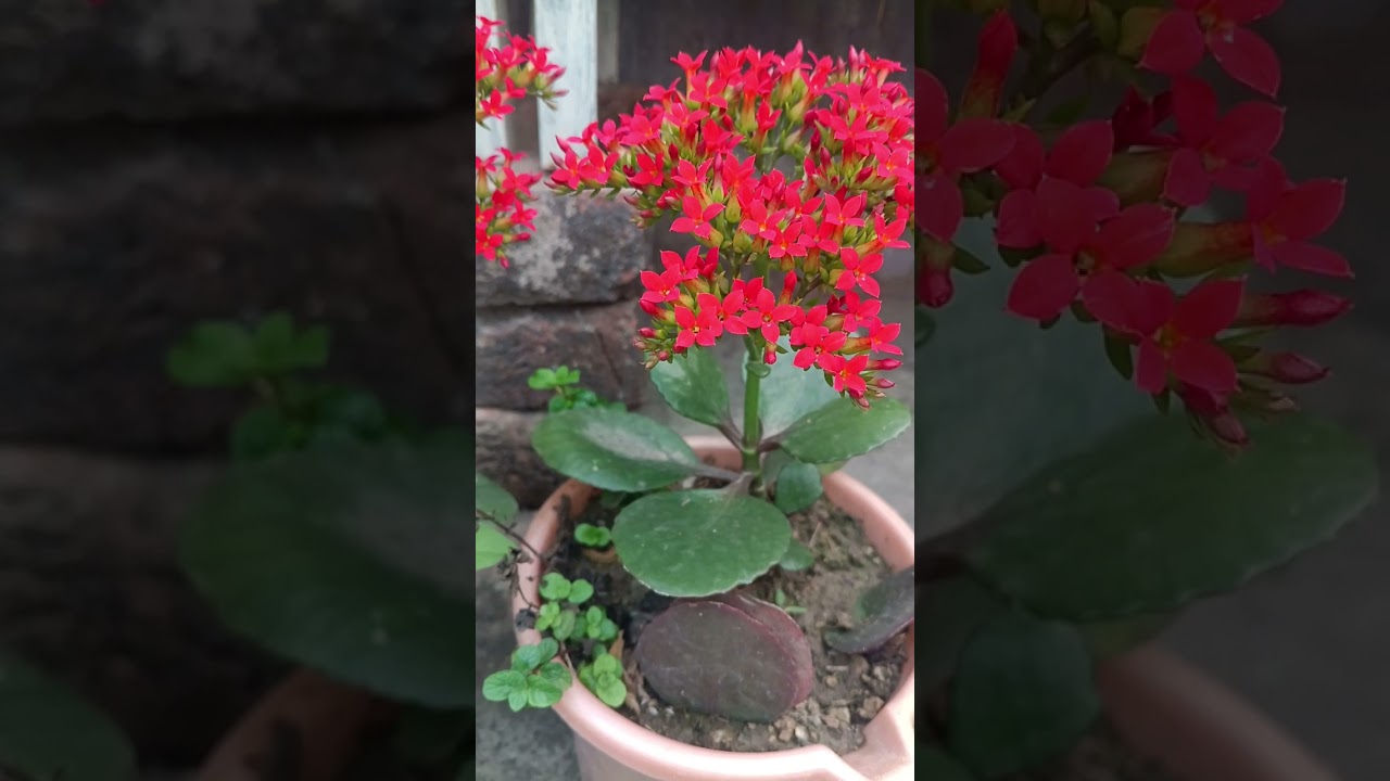 A very beautiful flower plant from my home garden 🏡🌹 #shahidabano #homegarden #gardening #plantcare 