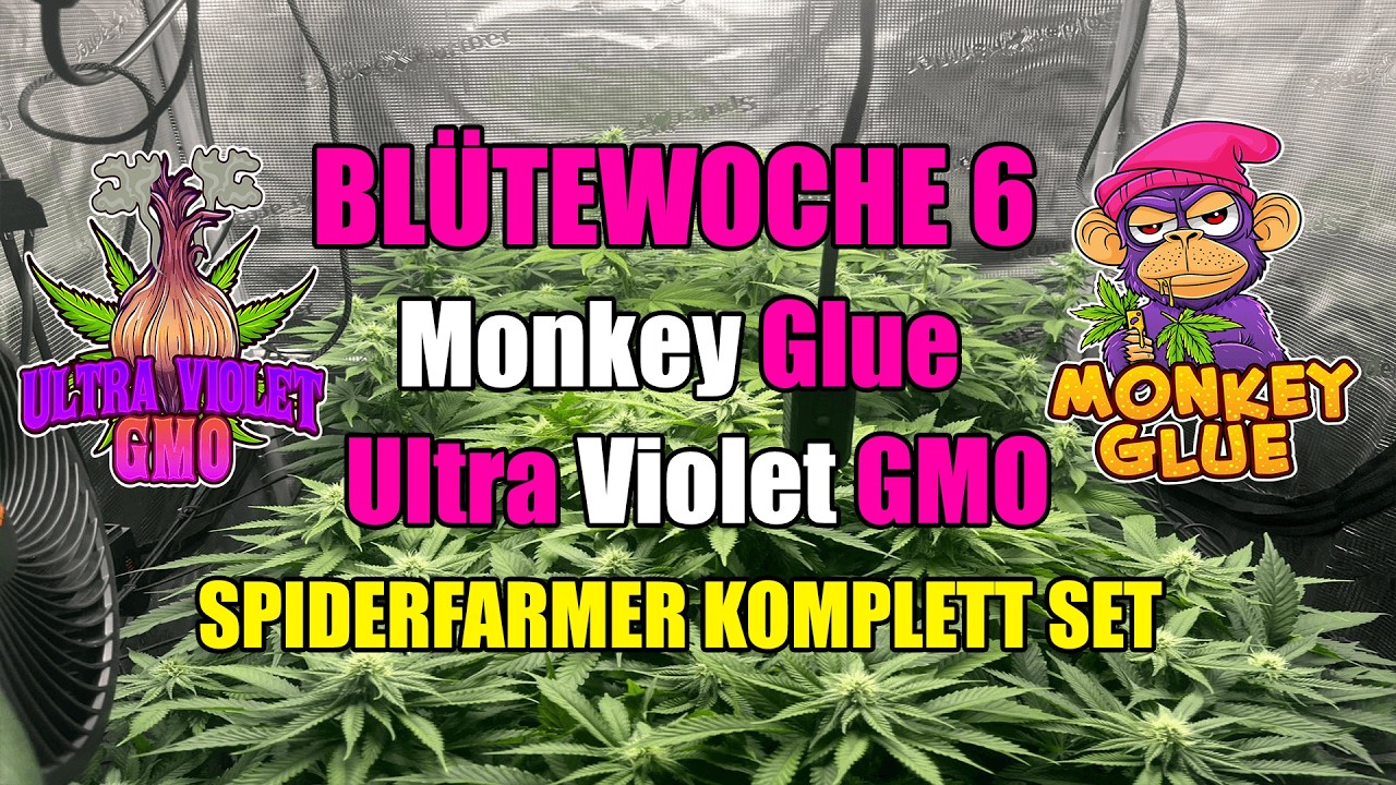 Winter Grow 2025 🌱 |  Monkey Glue & Ultra Violette GMO | Bl&uuml;te WOCHE 6 Spider Farmer Setup