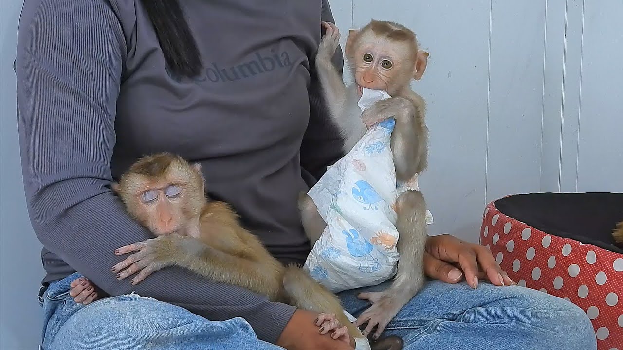 Little Luka Playing Diaper While Sister Valen Take A Nap On Grandma's Lap