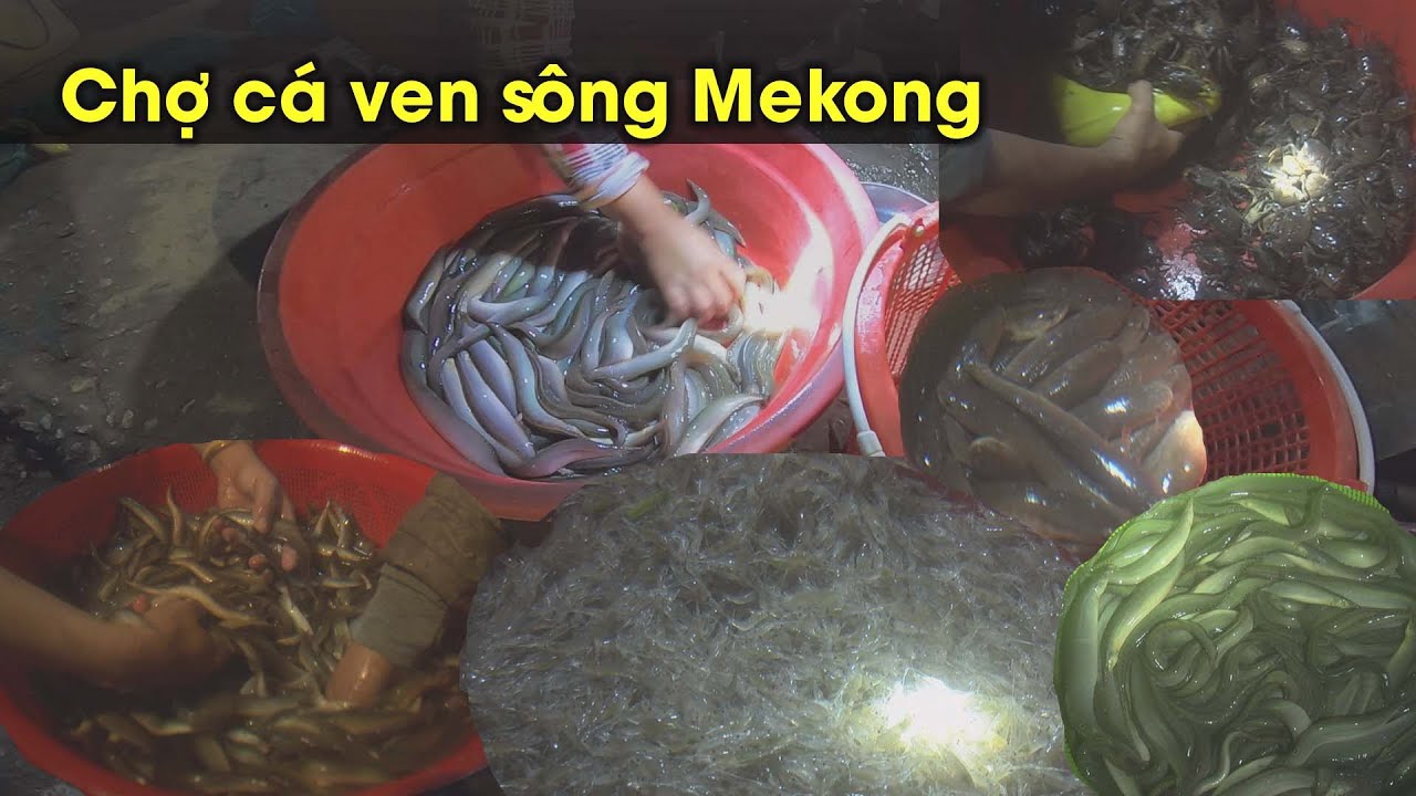 Sôi động chợ cá đêm, với tòan cá chạch, lươn, lóc, cá chốt, cua và rô đồng