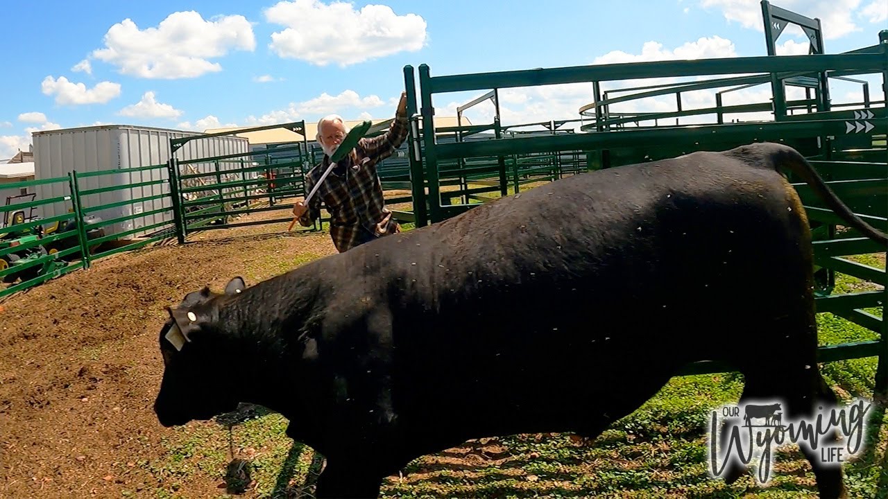 Наш новый бык - Начинается разведение тёлок