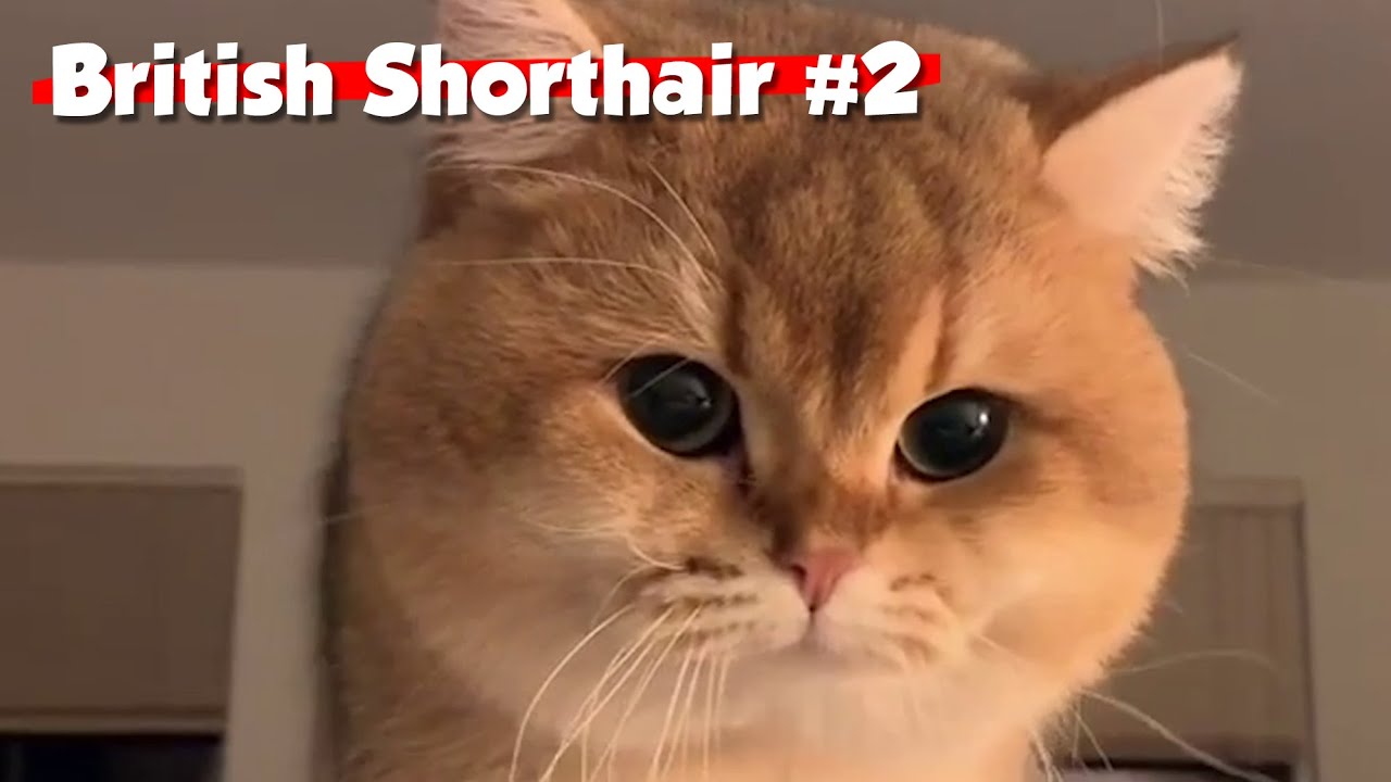 Golden British Shorthair #02 | Maple Cat | This is Cat