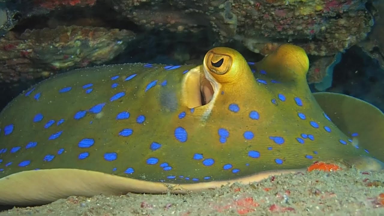 Shark Island bei Koh Tao im Golf von Thailand