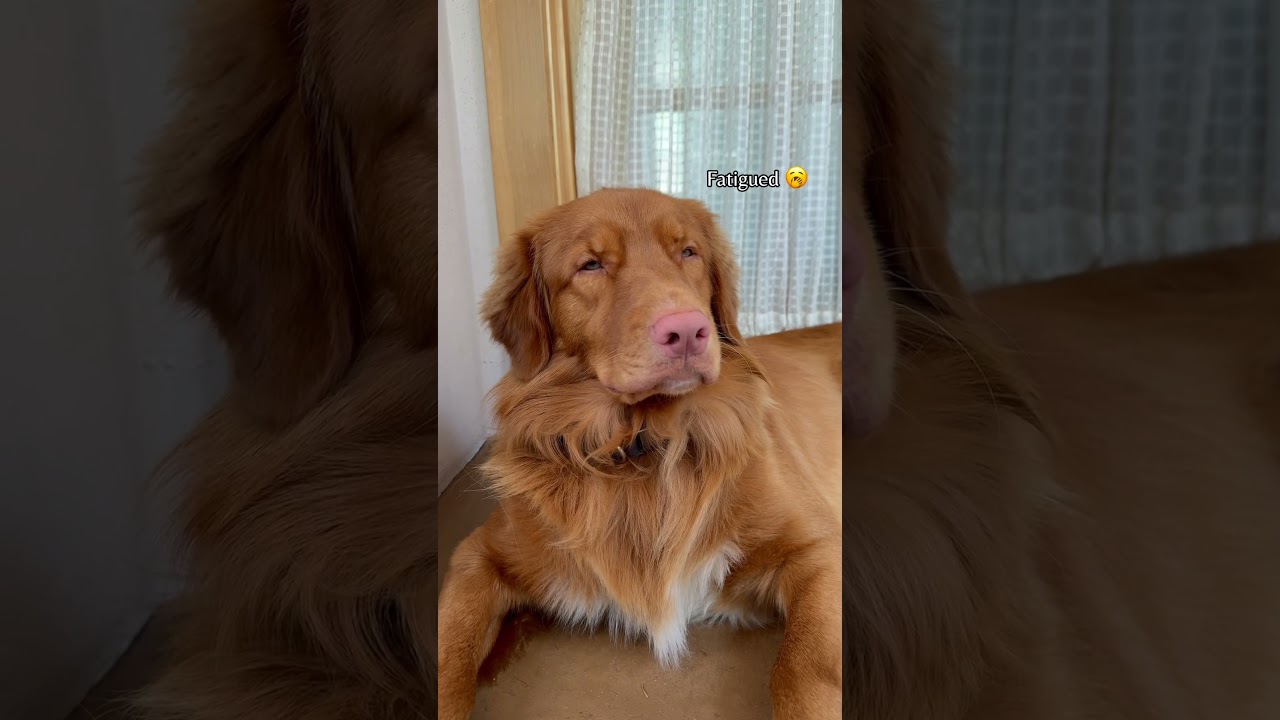 The many faces of a duck tolling retriever 🦊 #toller #funnydog #doglover