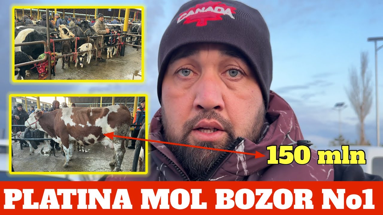 PLATINA MOL BOZOR SIGIRLAR NARXLARI 150 mln SIMENTAL SIGIR EGIZ BOLASI BN