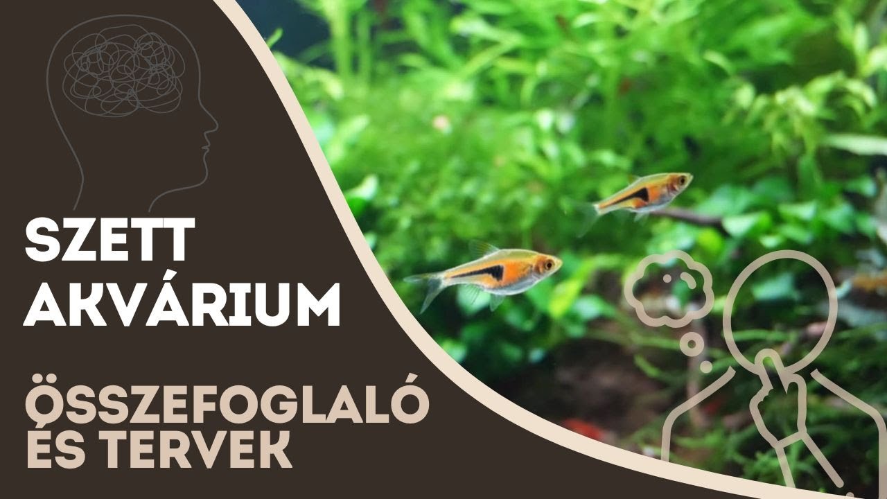 💡 Szett akvárium fél éves összefoglaló: mit tanultunk, és hogyan tovább?