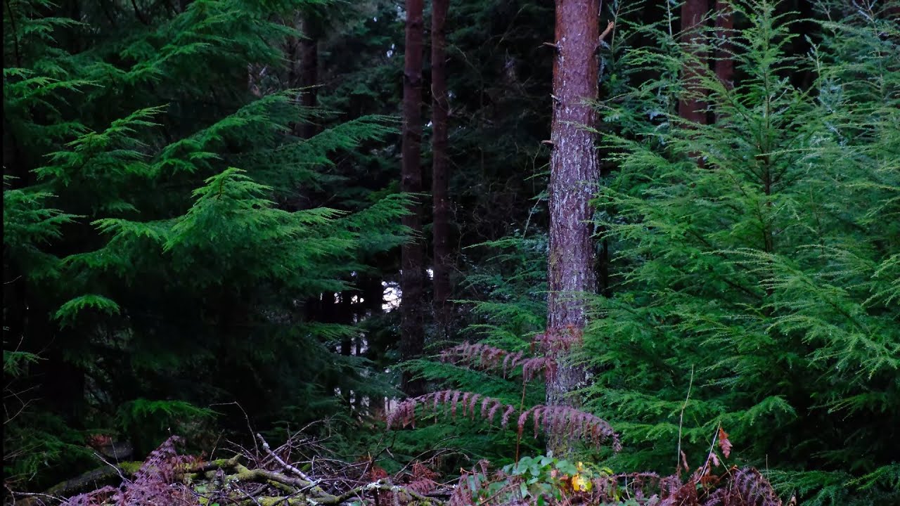 A glimpse of life | December 2021