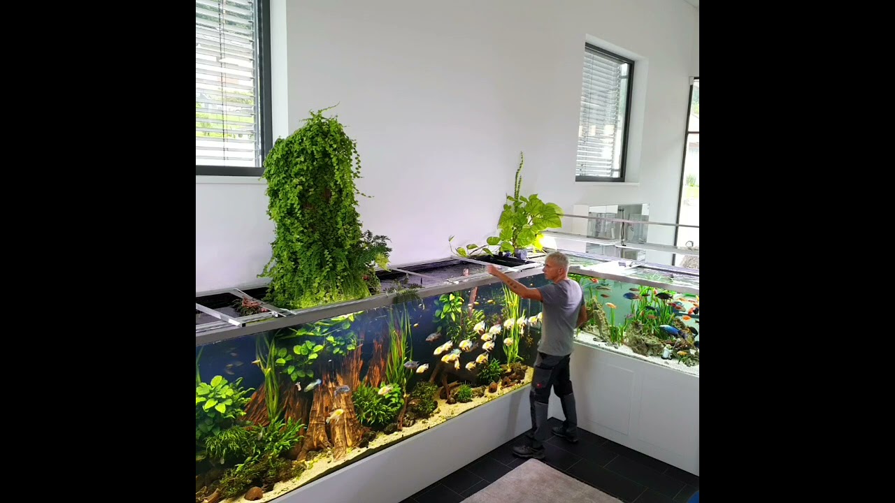 Sunday tank check at Joest aquaristic